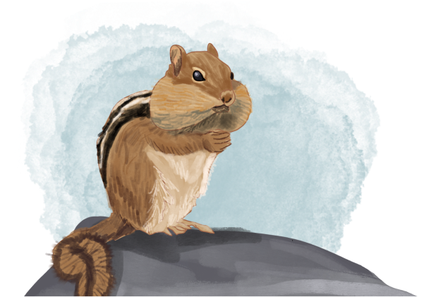 Illustration of Chippy the Chipmunk, a small, furry, and fast chipmunk with a curious and cheeky look. He is a character in the book series 'The Adventures of Mooka & Lou,' appearing in some of the books.