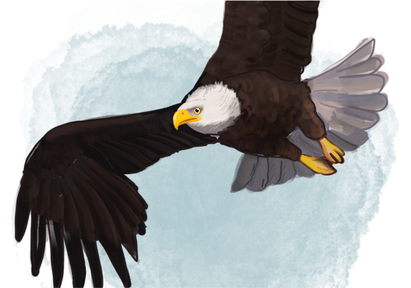 Illustration of Koda the Great Bald Eagle, depicted with majestic wings spread wide and a watchful eye. He is a recurring character in the book series 'The Adventures of Mooka & Lou,' appearing throughout the series.