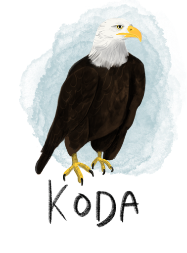 Illustration of Koda the Great Bald Eagle, depicted with majestic wings spread wide and a watchful eye. He is a recurring character in the book series 'The Adventures of Mooka & Lou,' appearing throughout the series.