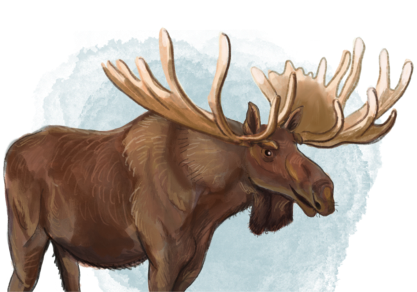Illustration of Mighty Moose, a huge and gentle moose, standing tall with impressive antlers. He is a recurring character in the book series 'The Adventures of Mooka & Lou,' appearing throughout the series.