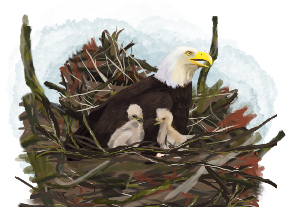 Illustration of Mrs. Koda and her chicks, shown nestled in a large nest with Mrs. Koda watching over them protectively. They are characters in the book series 'The Adventures of Mooka & Lou,' appearing in some of the books.