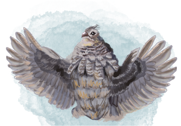 Illustration of Gus the Grouse, a small bird with a friendly demeanor, drumming his wings and dancing. He is a character in the book series 'The Adventures of Mooka & Lou,' appearing in some of the books.