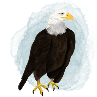 Illustration of Koda the Great Bald Eagle, depicted with majestic wings spread wide and a watchful eye. He is a recurring character in the book series 'The Adventures of Mooka & Lou,' appearing throughout the series.