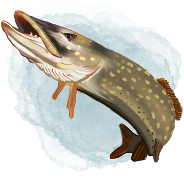 Illustration of Shadowfin the Pirate Pike, a slippery and sneaky fish with sharp teeth and a mischievous expression. He is a recurring character in the book series 'The Adventures of Mooka & Lou,' appearing throughout the series.