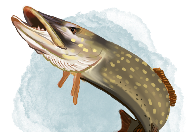 Illustration of Shadowfin the Pirate Pike, a slippery and sneaky fish with sharp teeth and a mischievous expression. He is a recurring character in the book series 'The Adventures of Mooka & Lou,' appearing throughout the series.